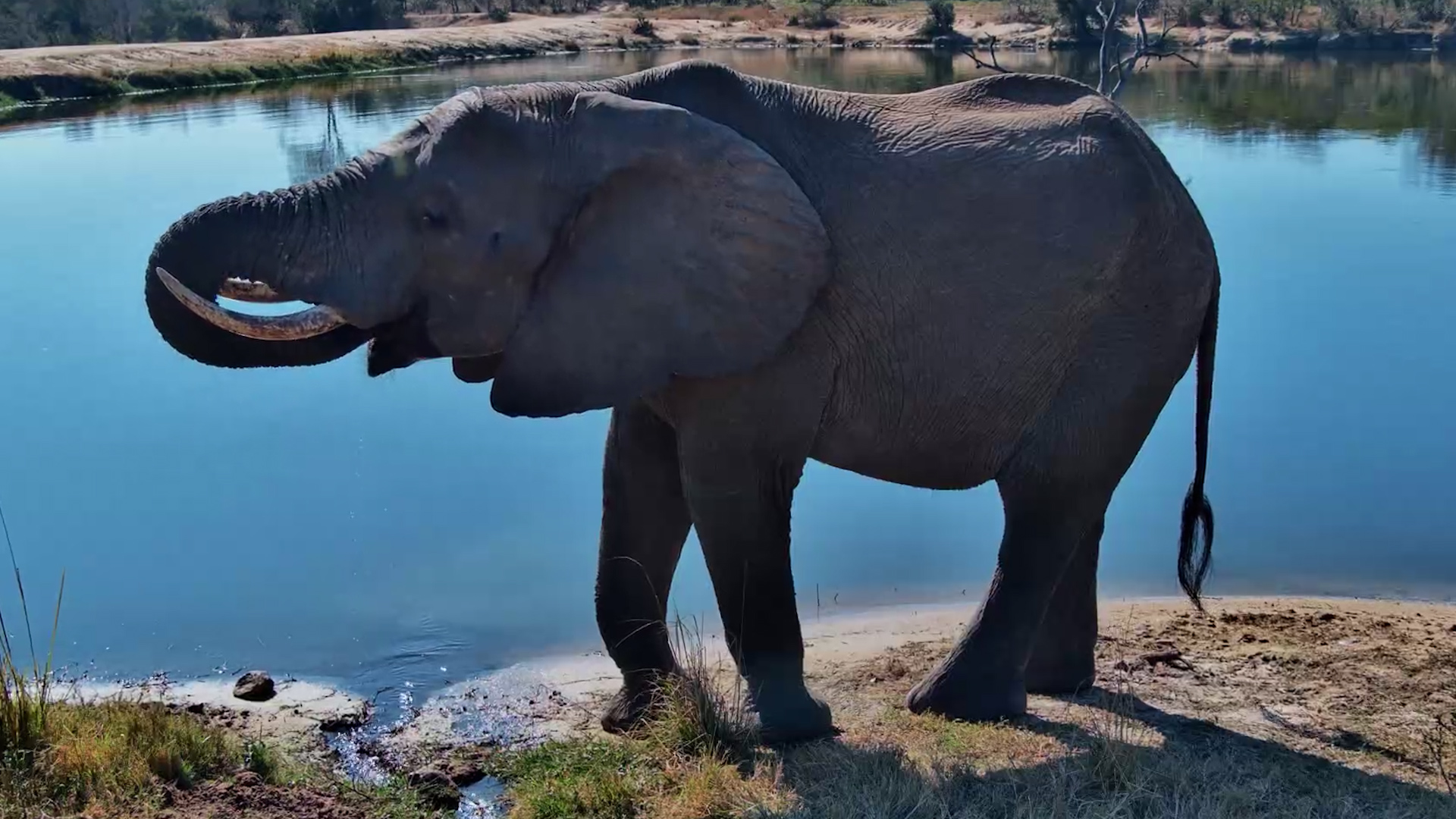 A Lone Elephant's Water Break