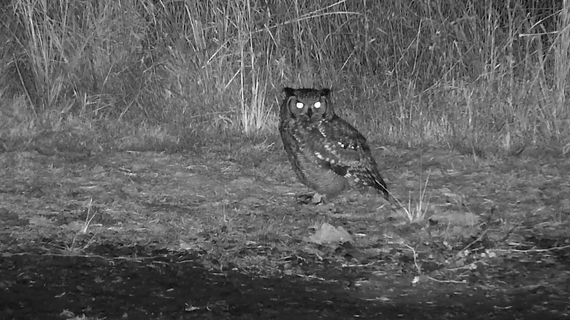 A Spotted Eagle-Owl Owns the Night