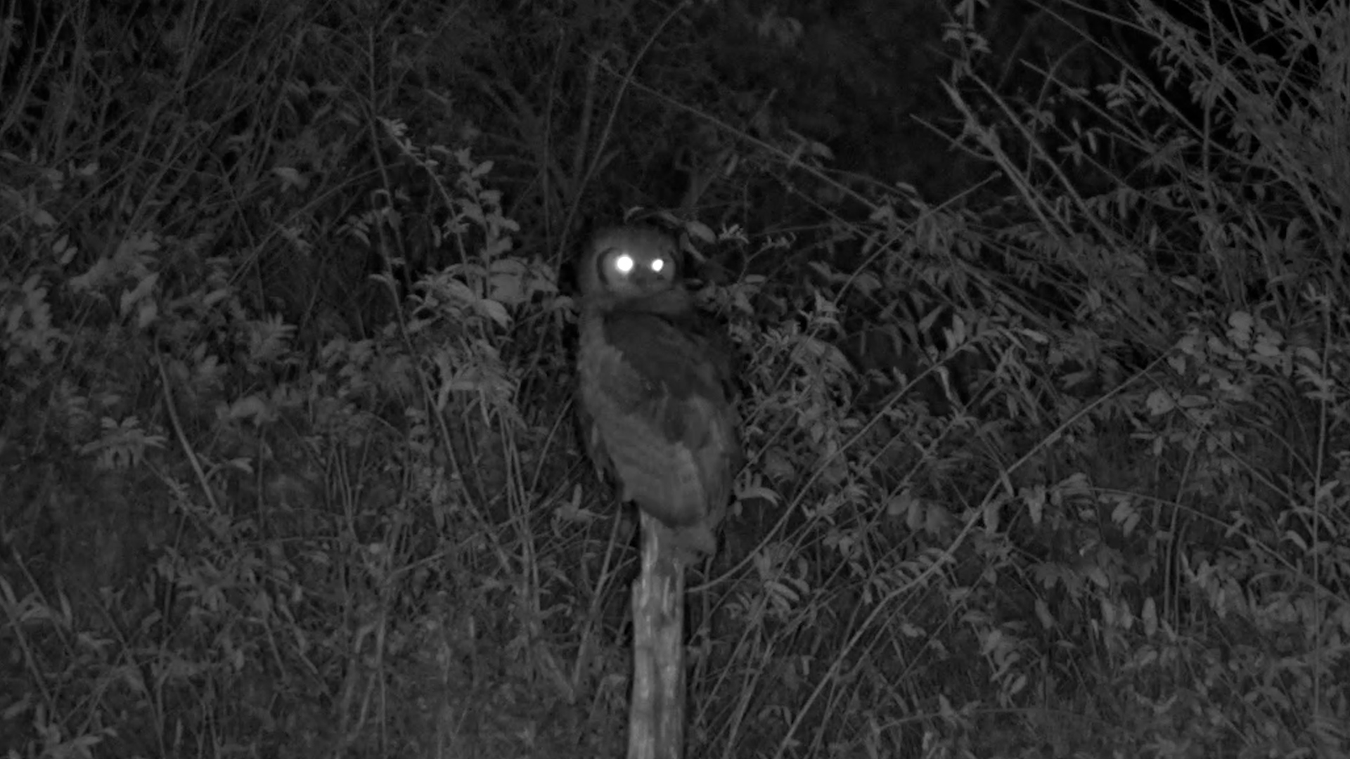 Africa's Giant Owl Watches the Night