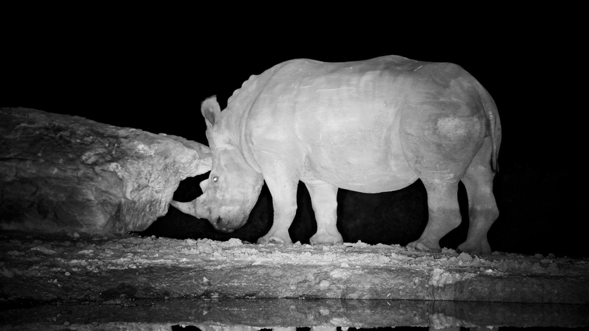 The Rhino's Natural Horn Maintenance