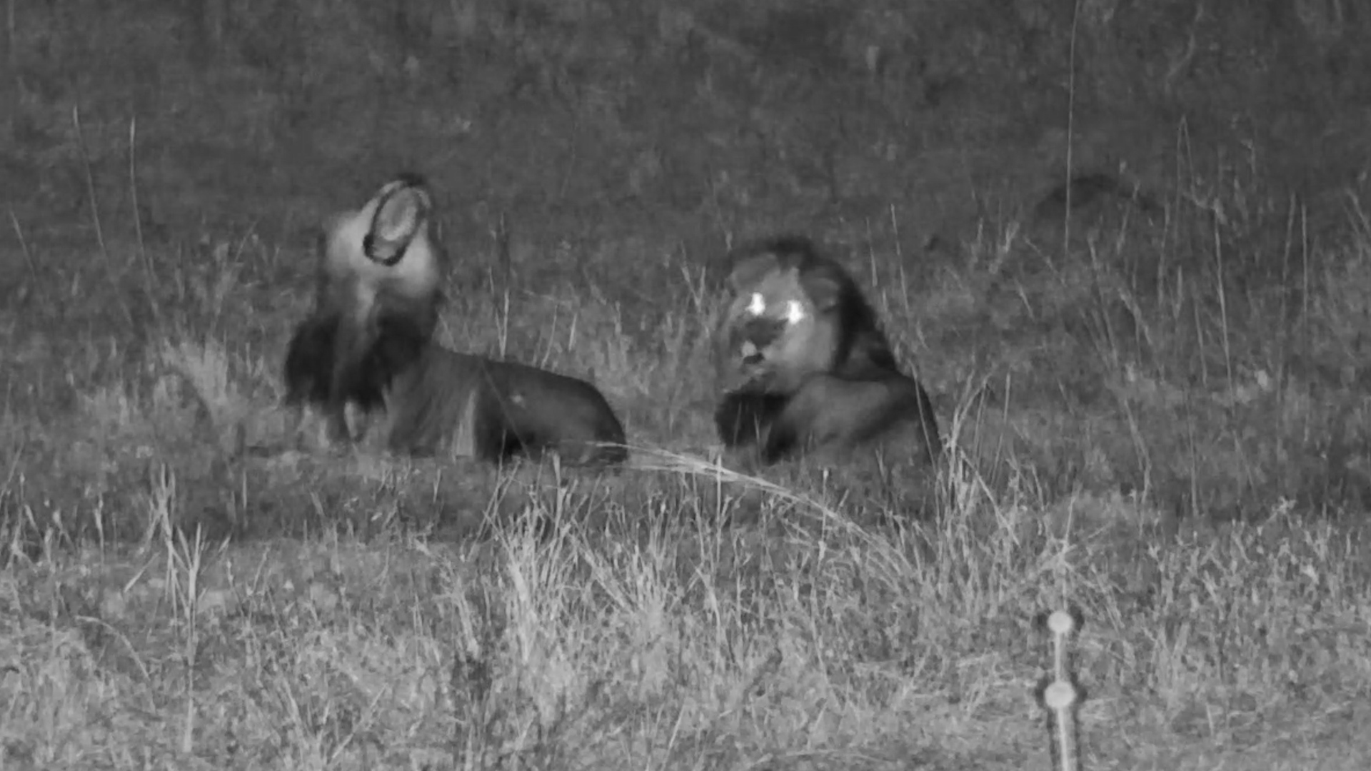 Two Male Lions Rule the Darkness