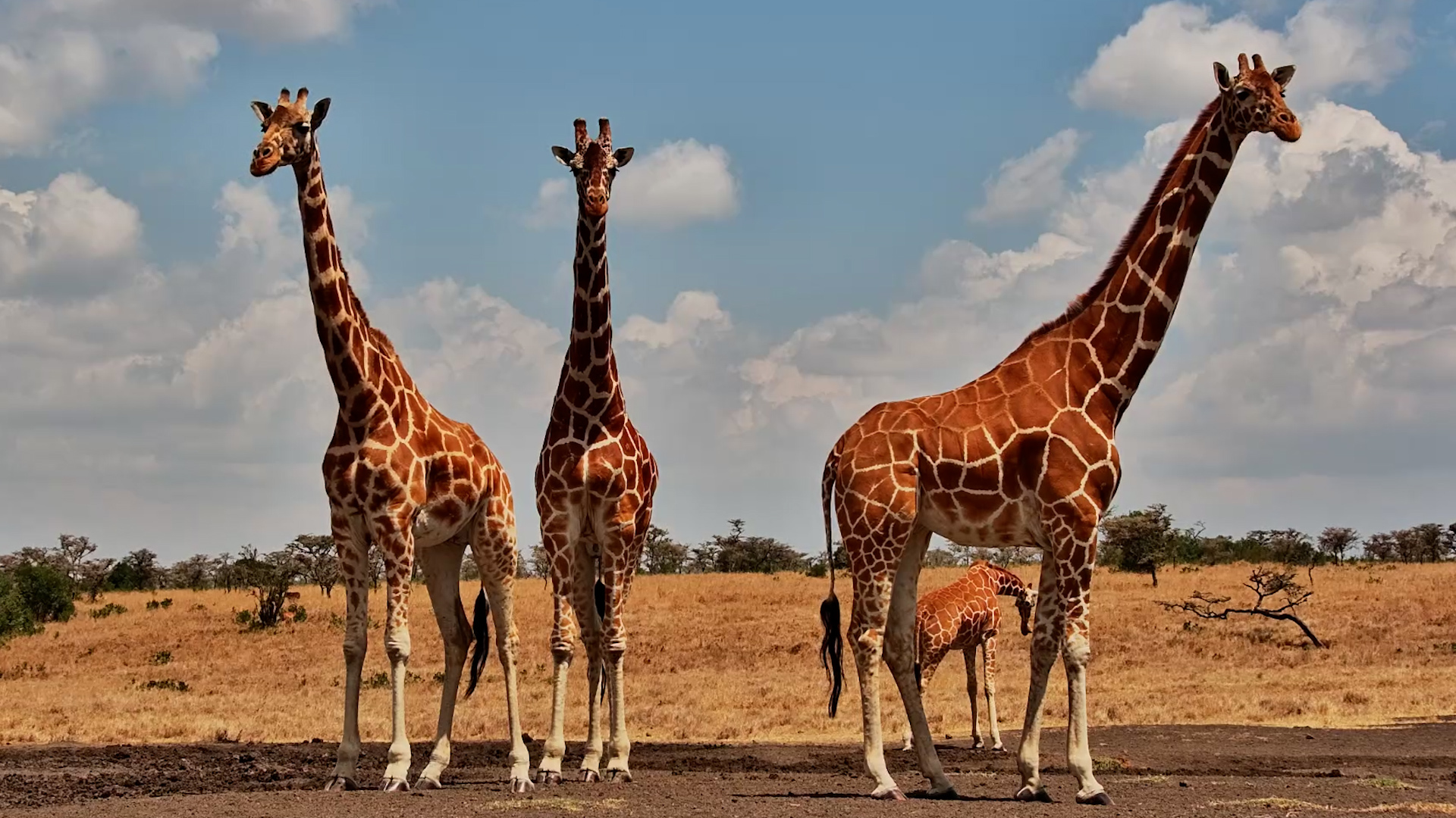 One Waterhole. Three Amazing Species