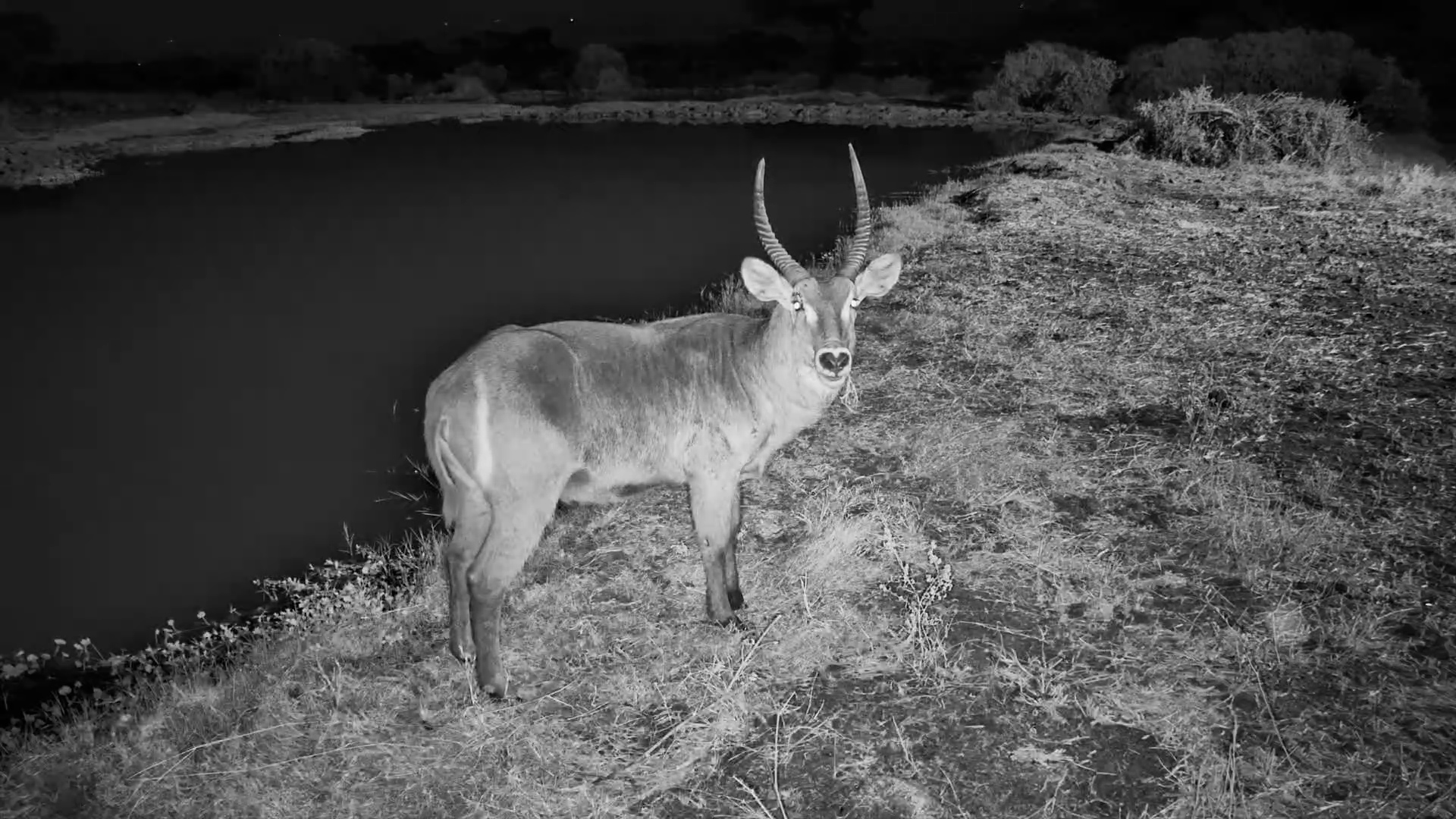 This Waterbuck Stopped to Judge Our Camera