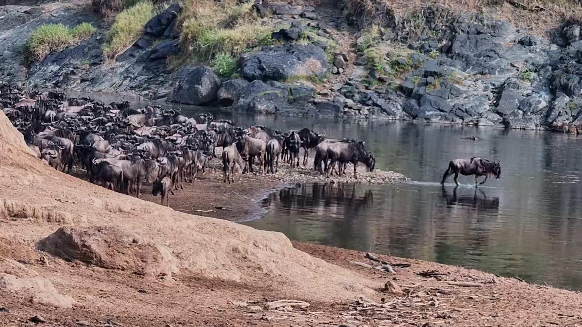 The Mara River Claims One... The Herd Pushes On