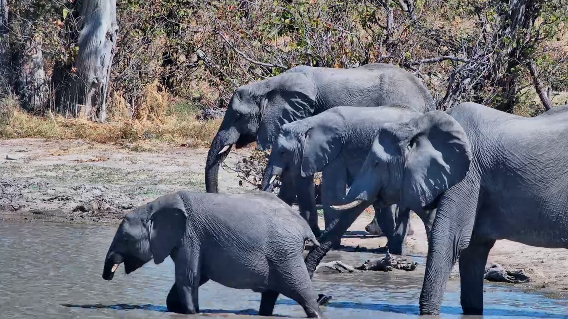 How Does This Young Elephant Drink Without a Trunk?