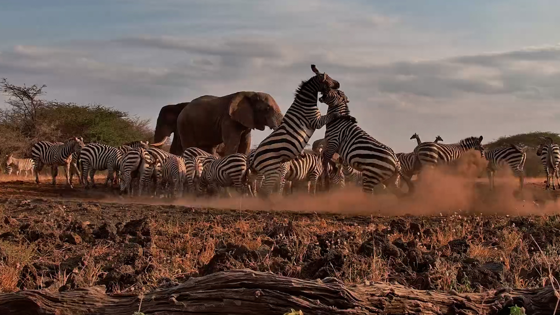 Zebra Chaos Erupts!