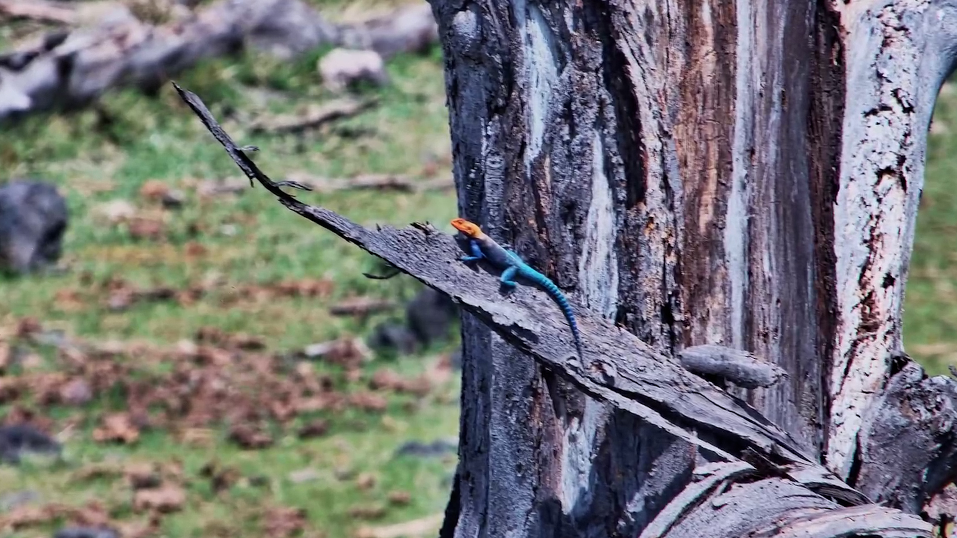 Male Agama in the Trees at Finch Hattons