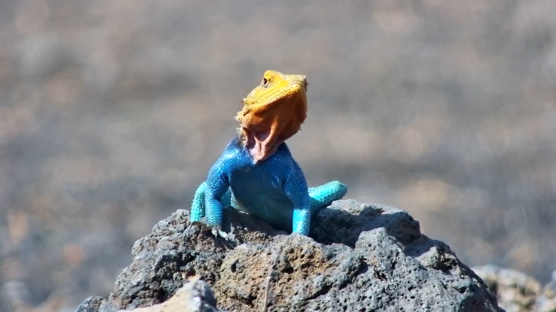 Male Kenyan Rock Agama Strikes a Pose