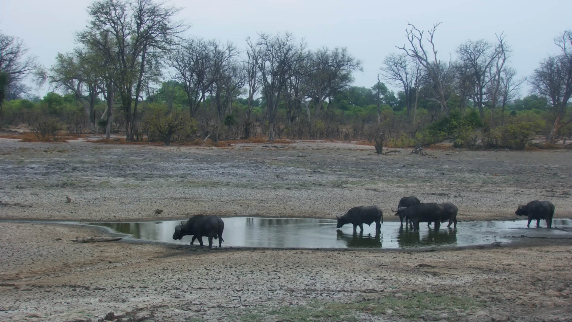 Buffalo at Twin Pan Waterhole