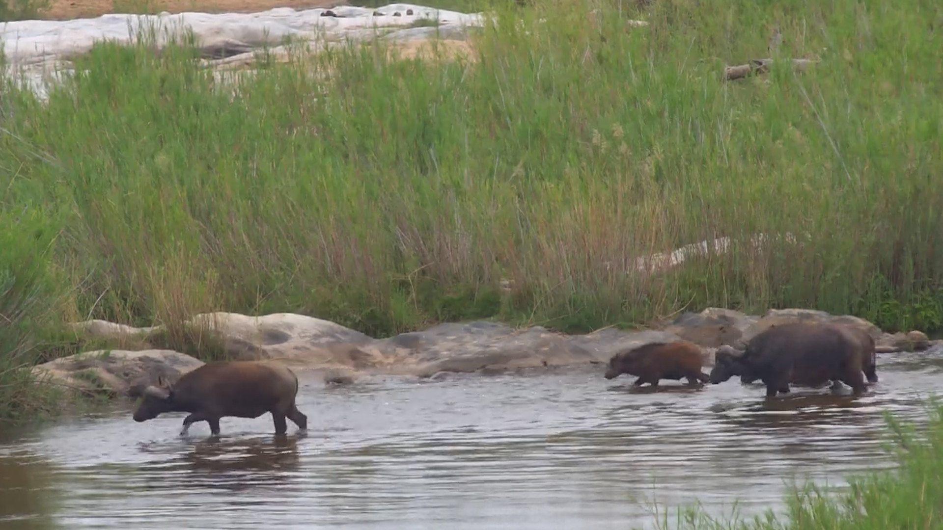 Buffalo Walk Across the Sabie River