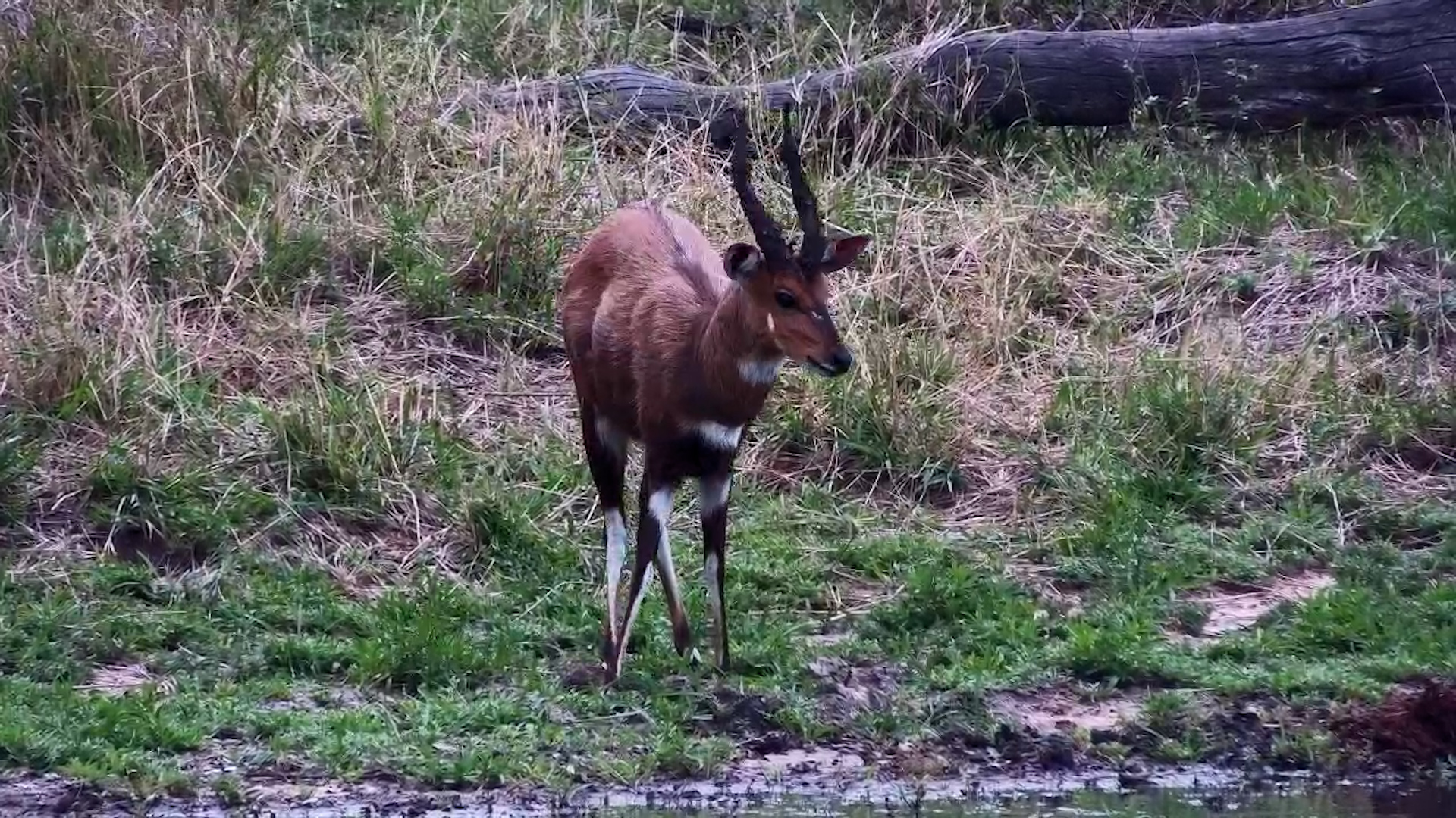 Male Bushbuck Digs Horns into the Mud