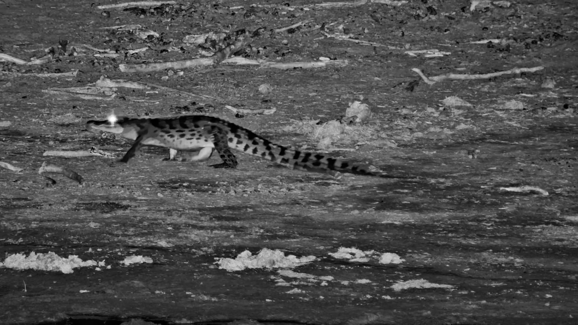 Creeping Along | Crocodile Walks at Night