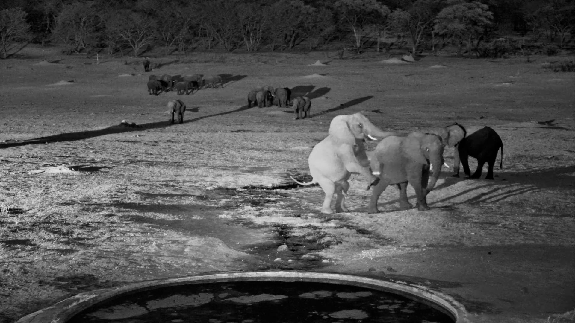 Elephant Interactions at Hwange Waterhole
