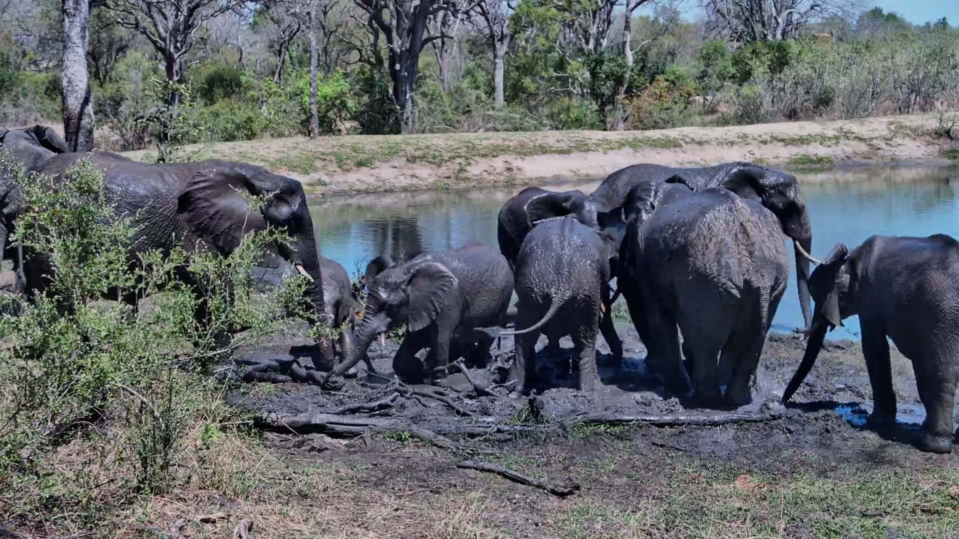 Splash Time! | Elephant Herd Enjoys Roy’s Dam