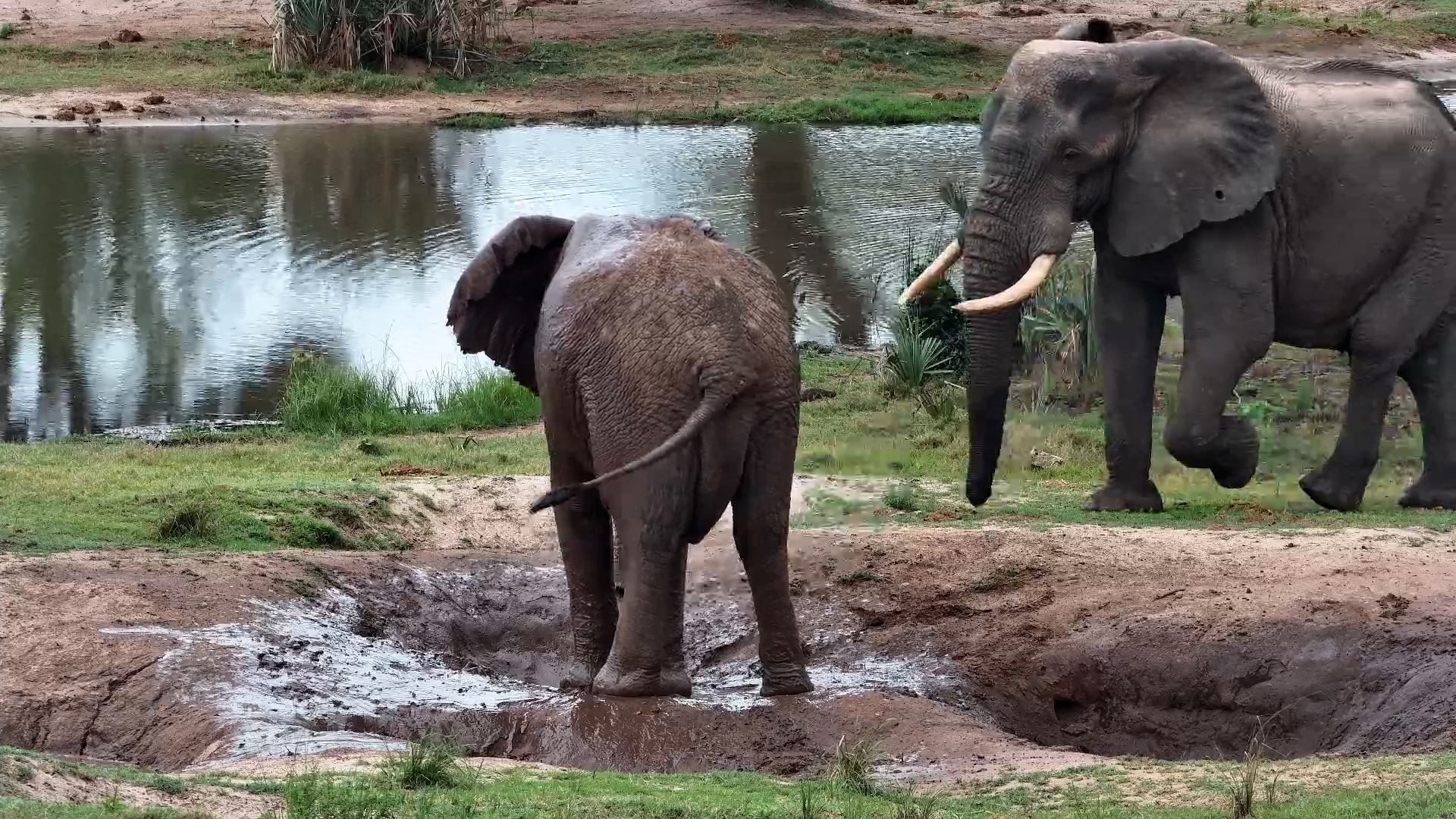 Elephants Splash Around at Tembe