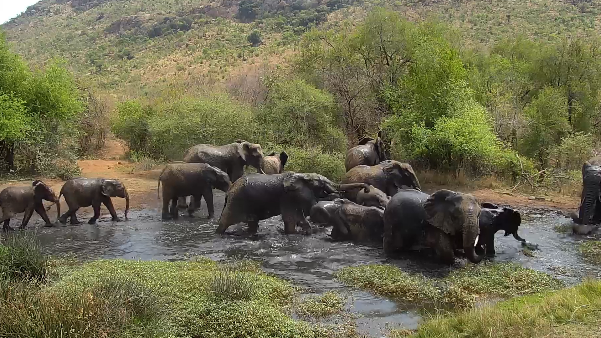 Splish, Splash, Elephant Style