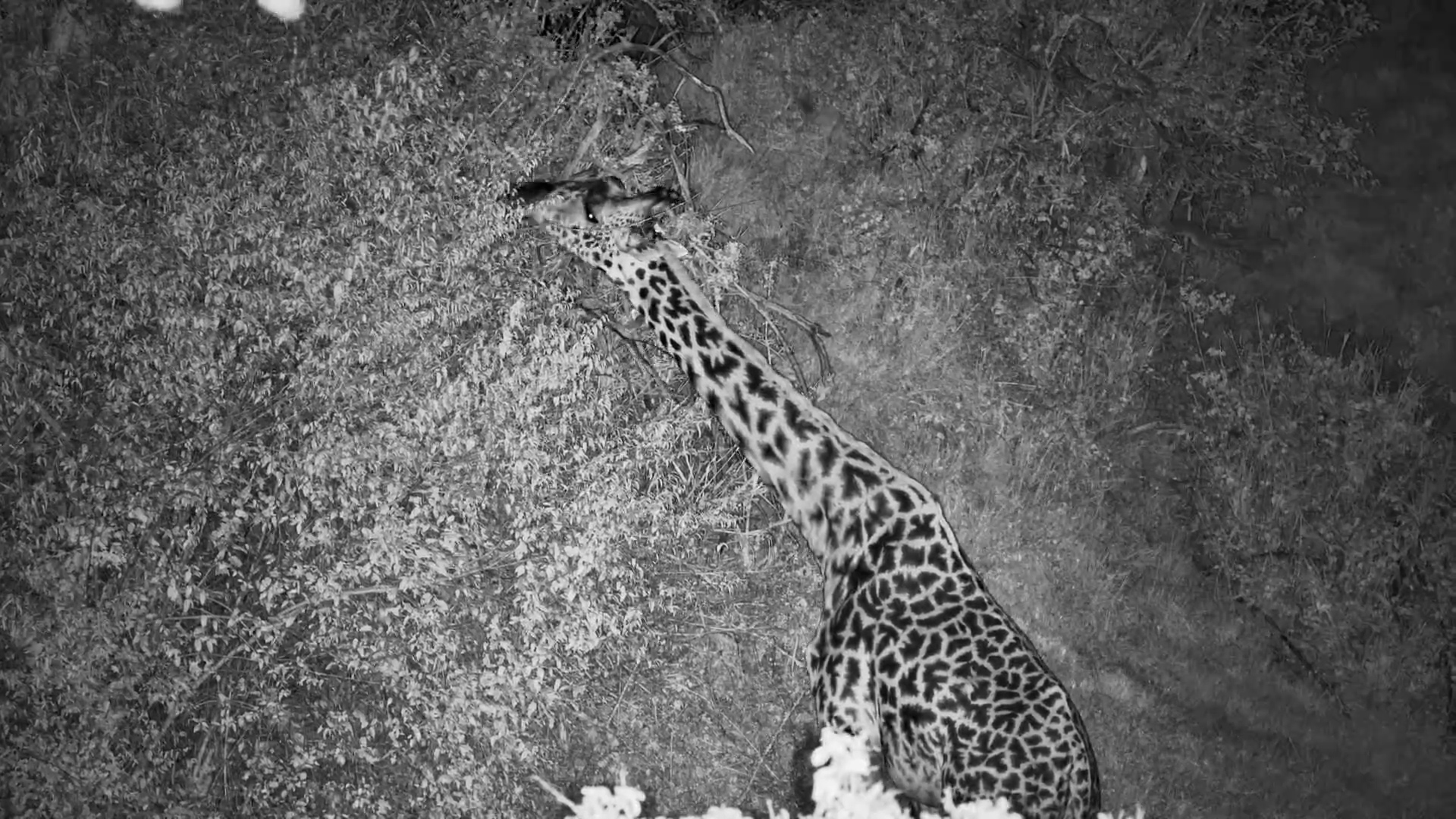 Giraffe Enjoys Night time Foliage