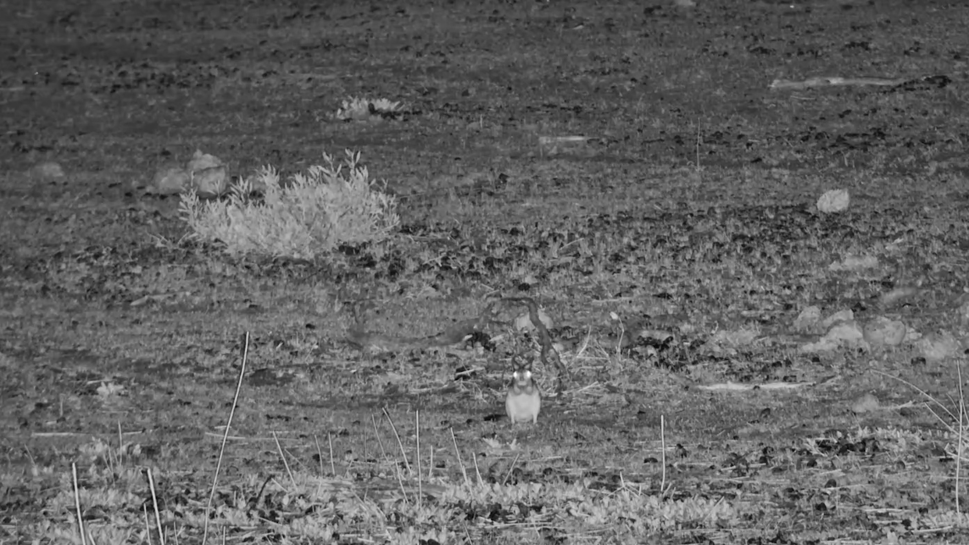 Springhares Feeding and Hopping