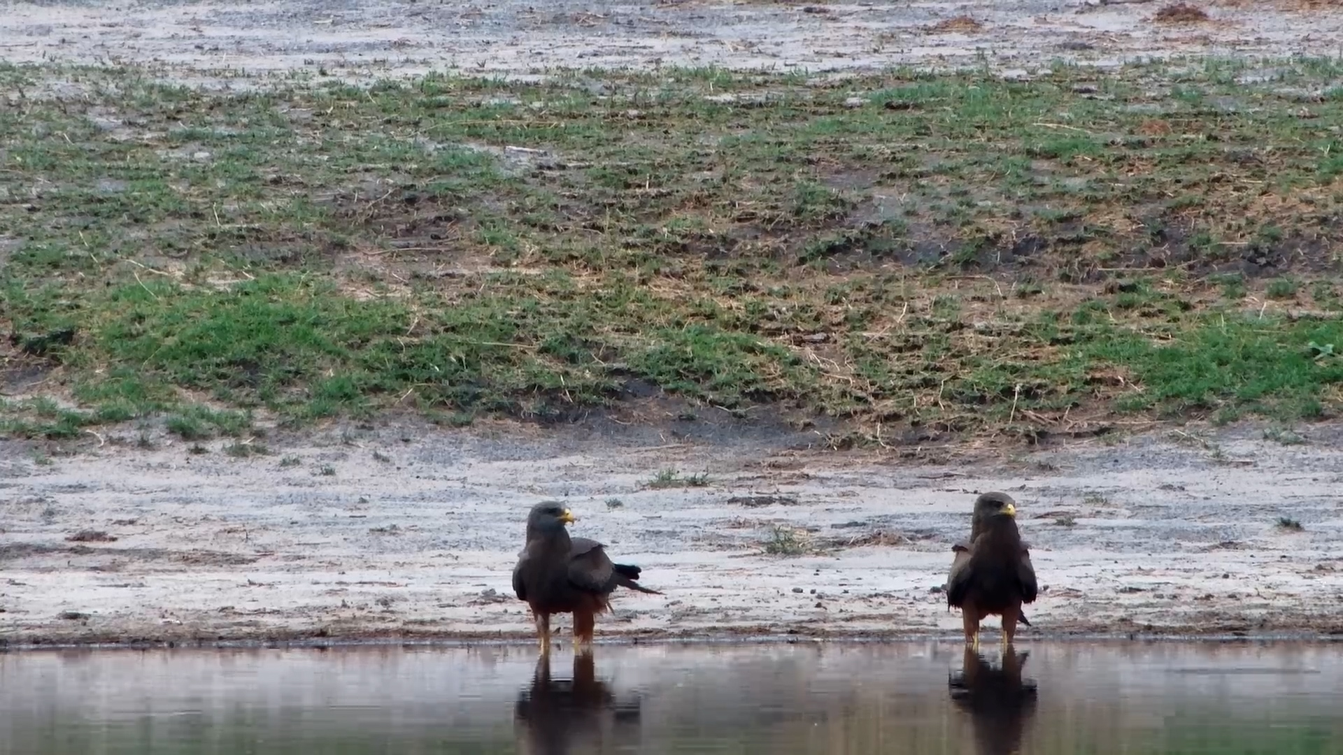 Yellow-Billed Kites at The Hide Waterhole