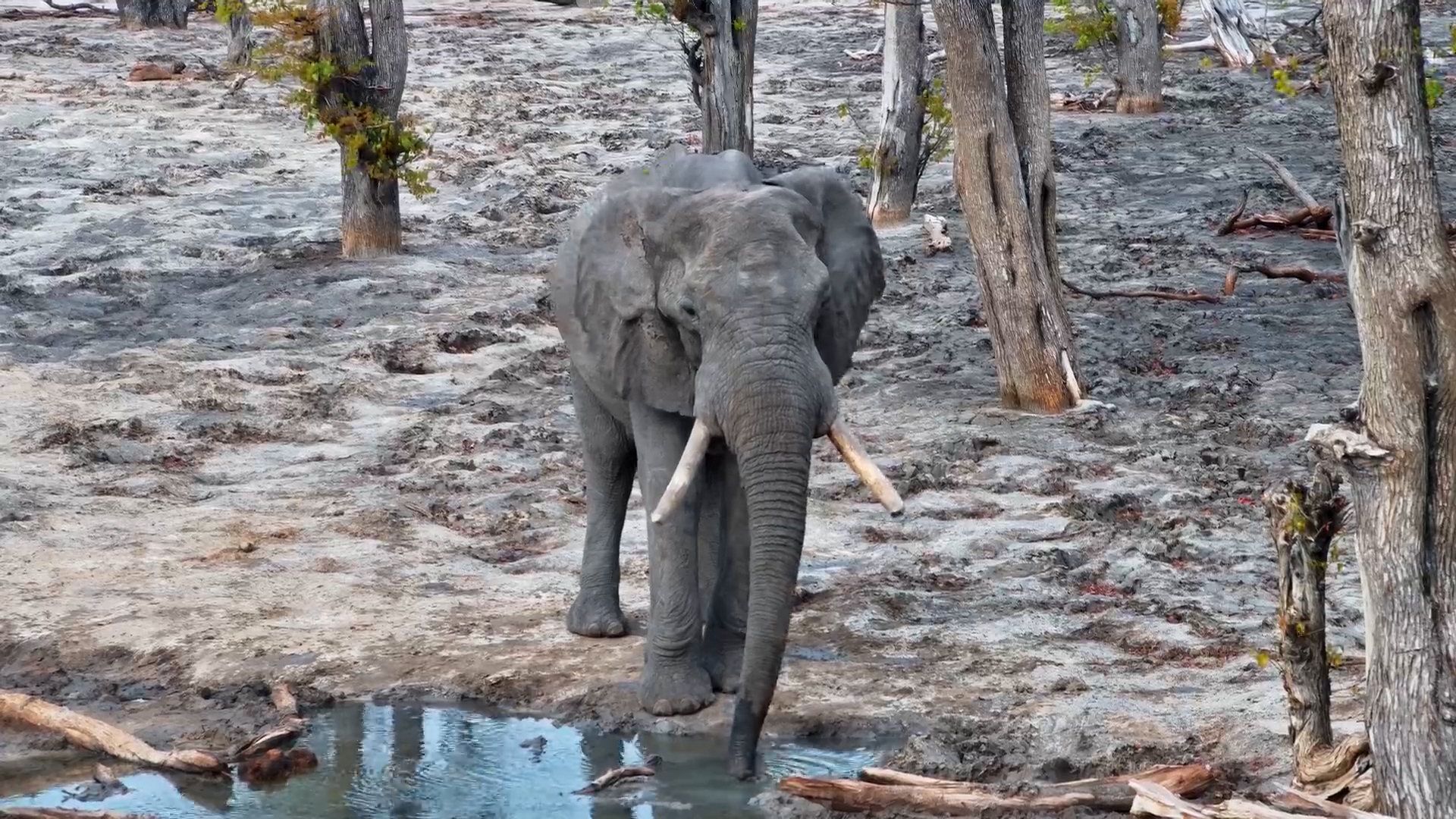 Handsome and Mighty | Big Bull Elephant at the Waterhole
