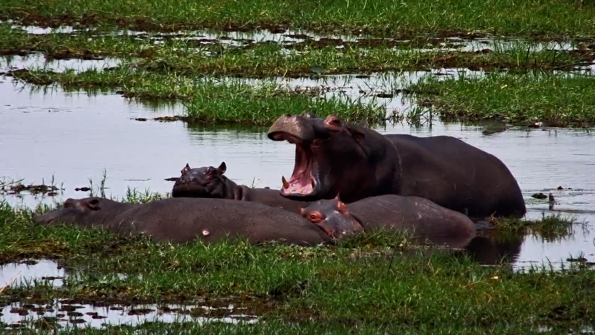 Hippo Licks Its Friend Before Cuddling Up