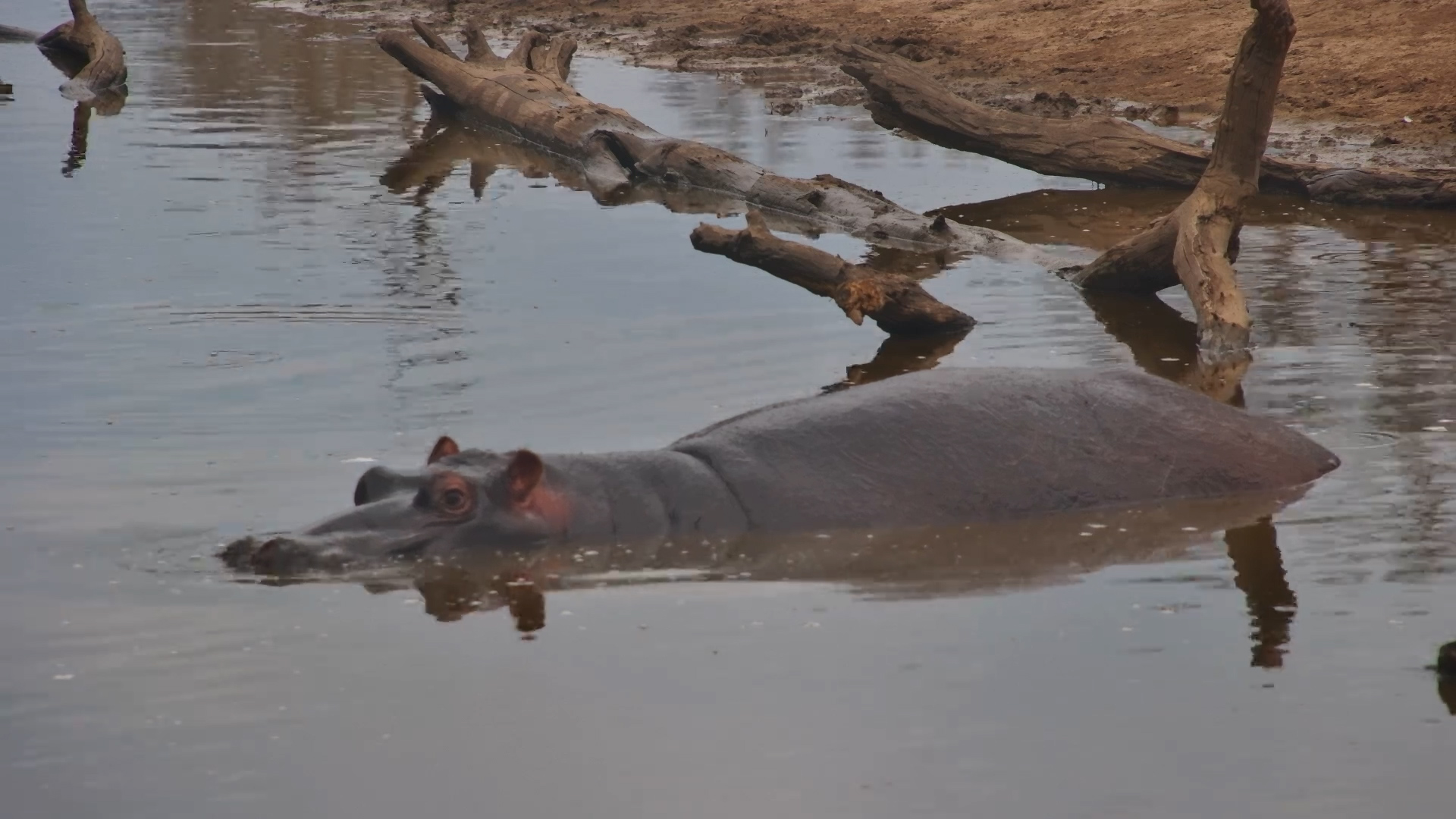 Hippo Naps at Serondella Waterhole