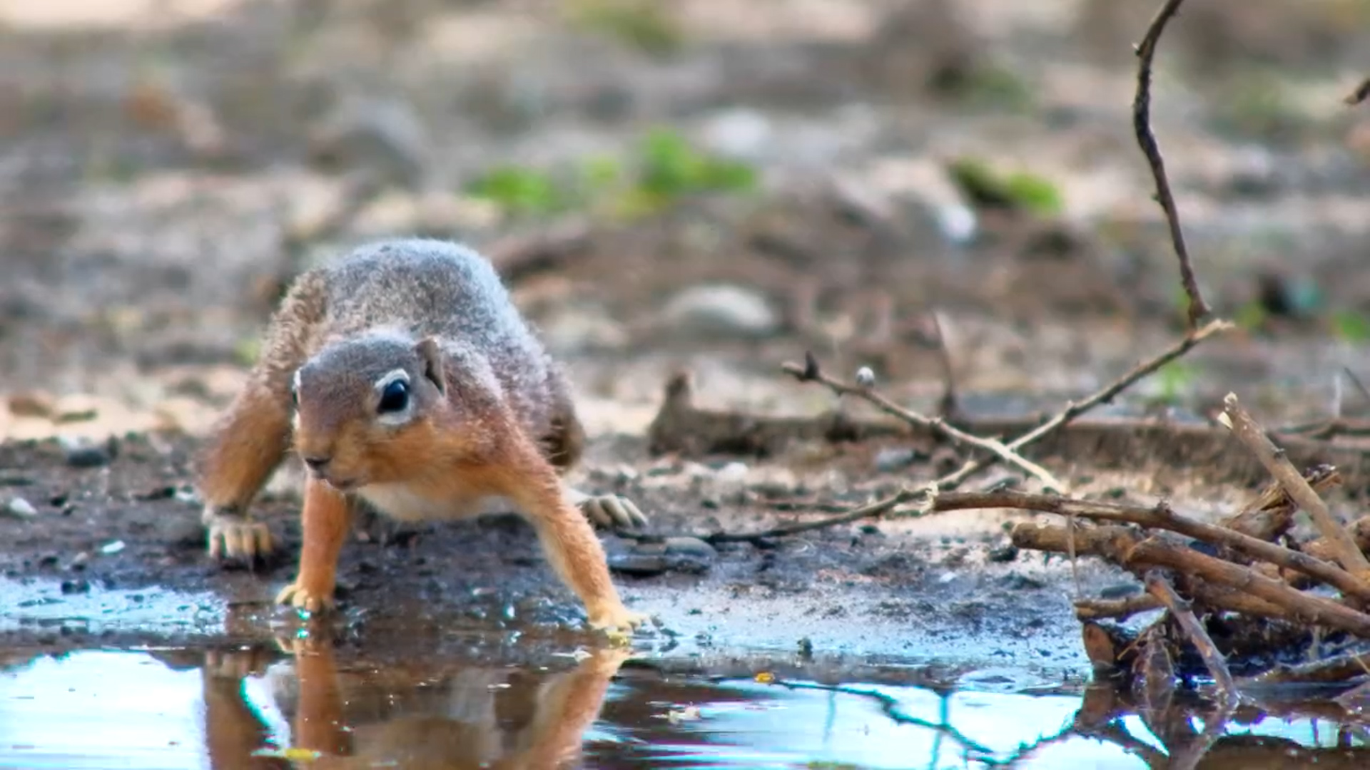 Unstriped Squirrel Quenches Its Thirst