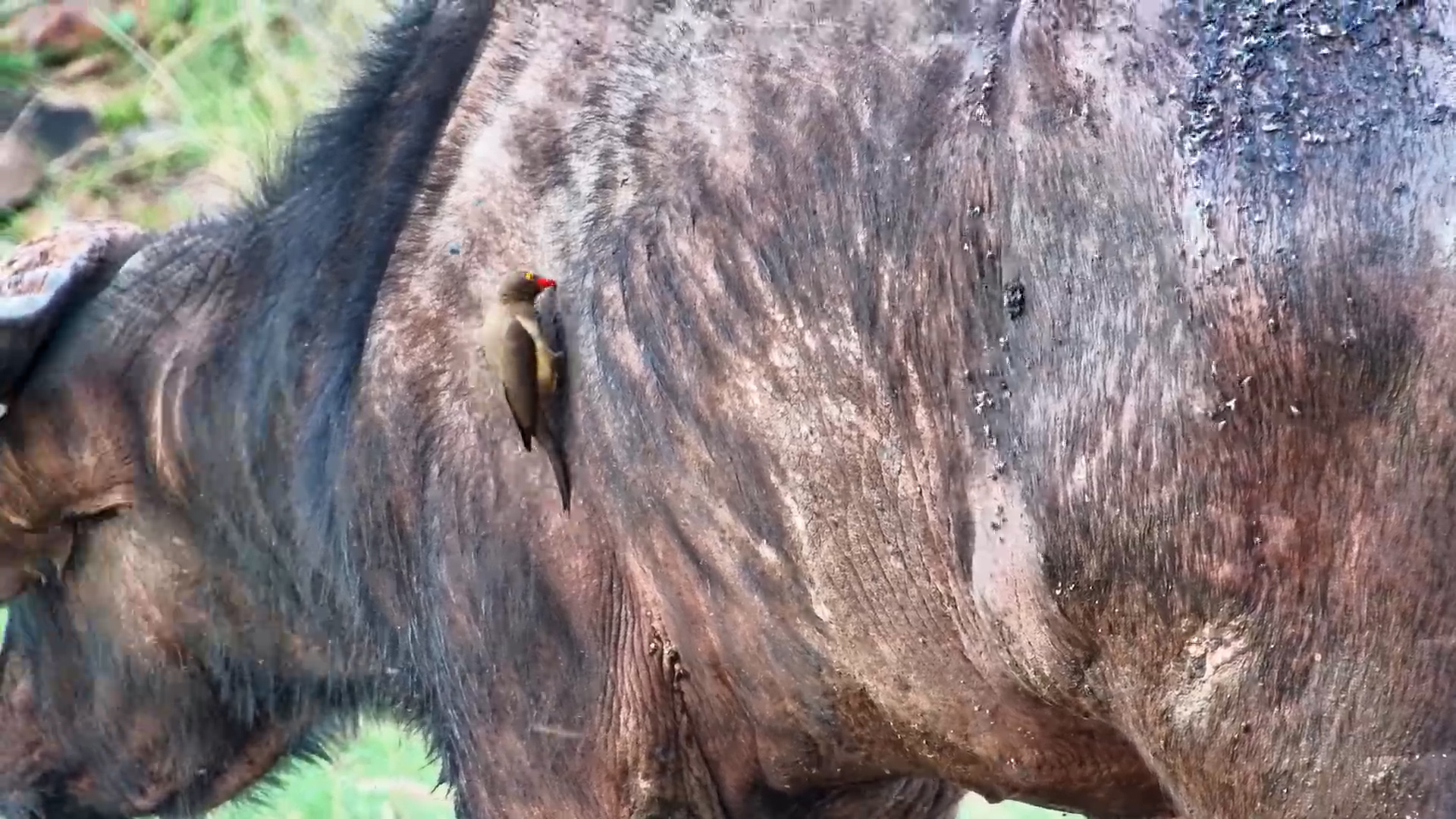 After the Attack | Oxpeckers Dig Into Buffalo’s Wounds