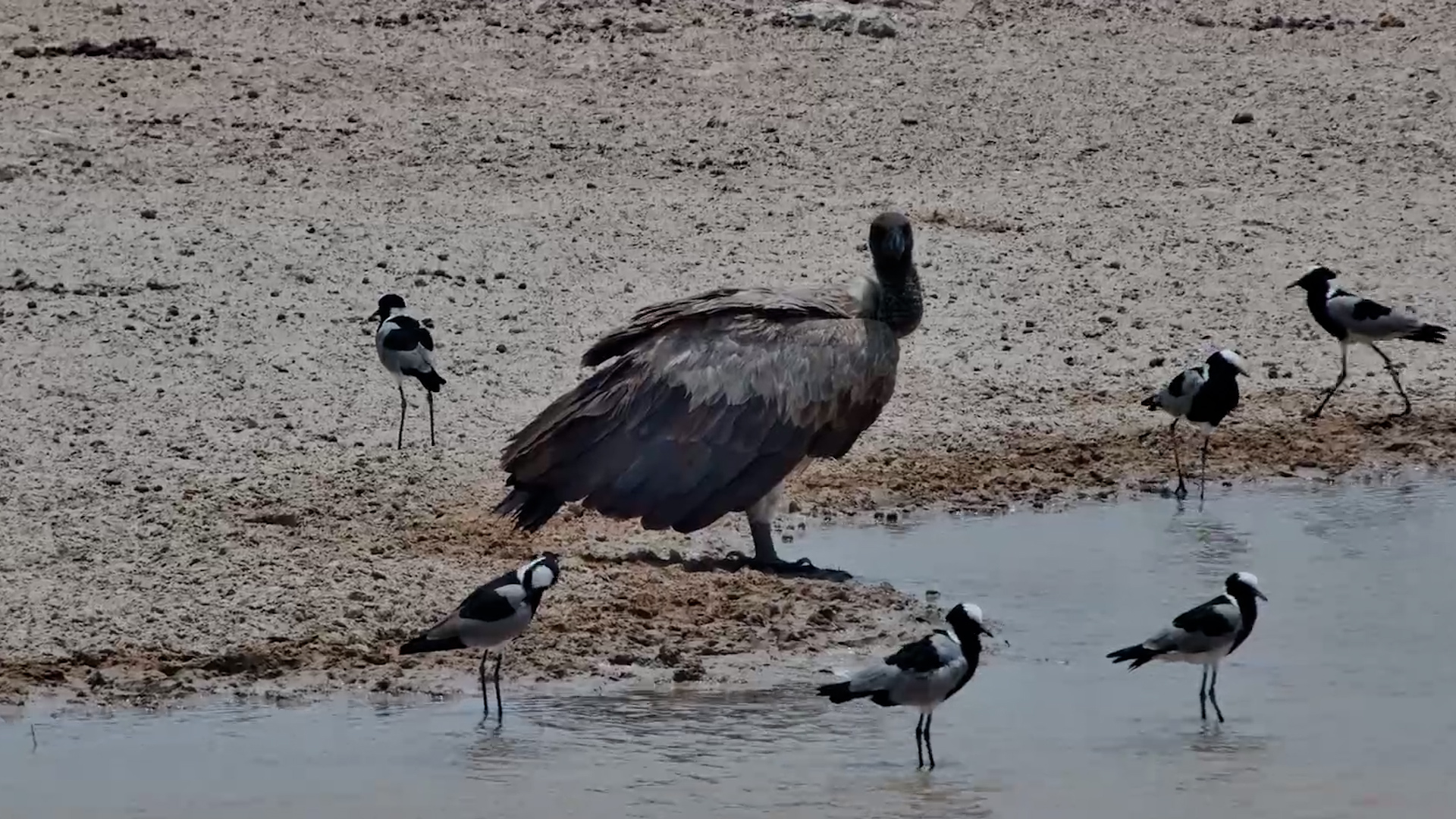 White-Backed Vulture at Jack’s Camp