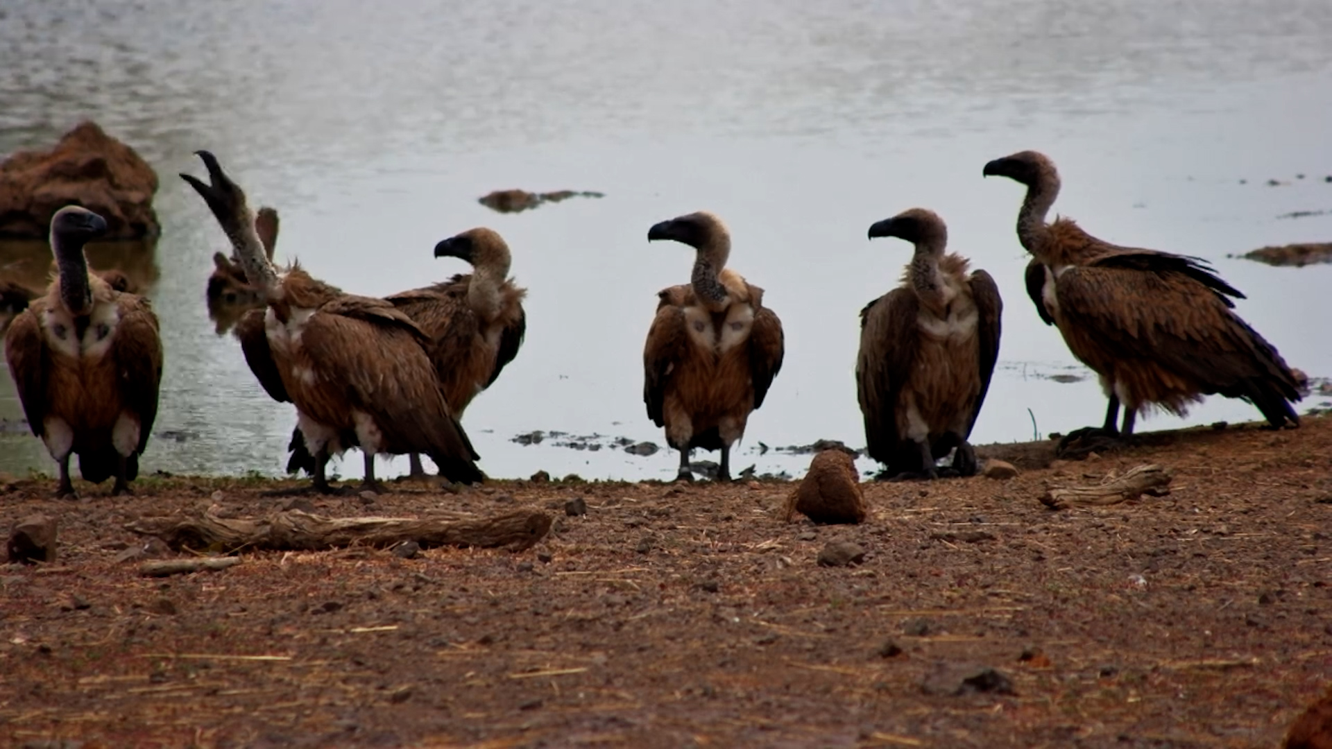 White-Backed Vultures by the Water