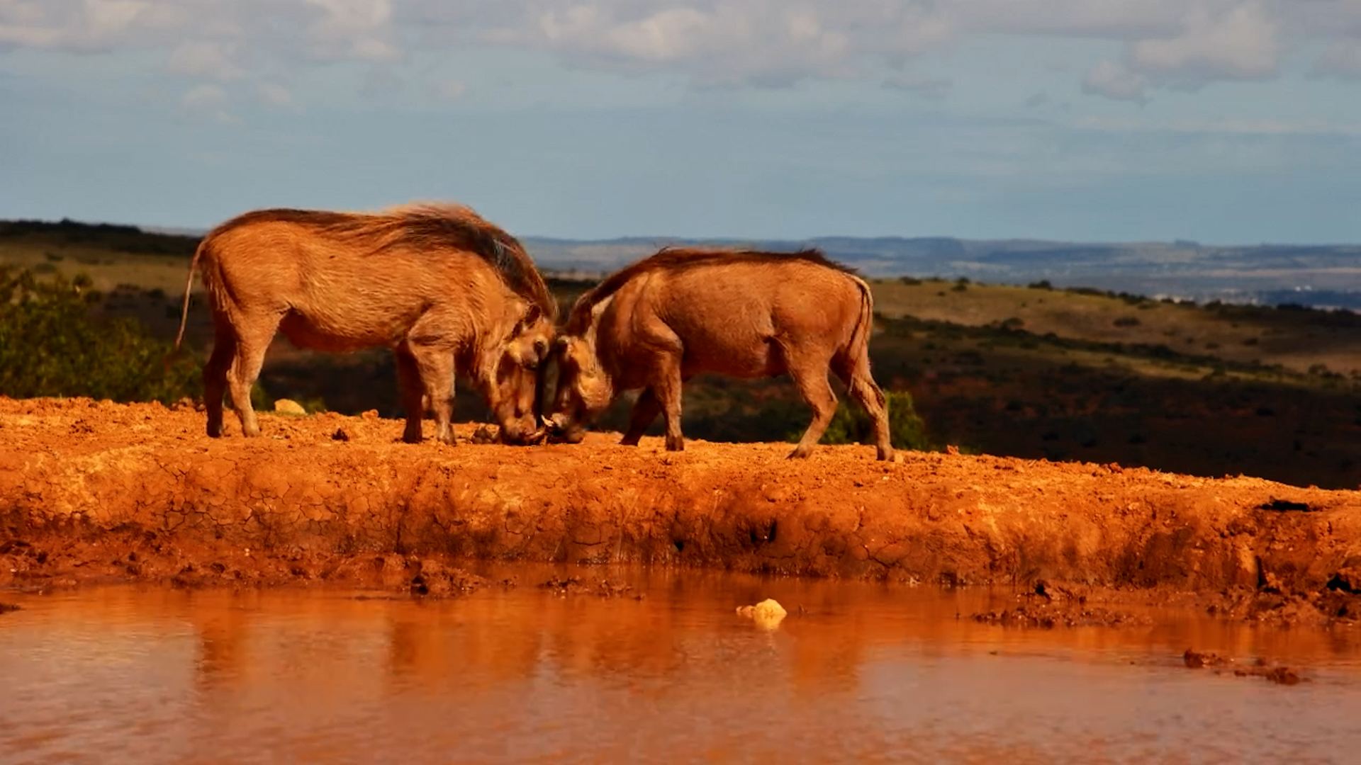 Warthogs at Play at Founders