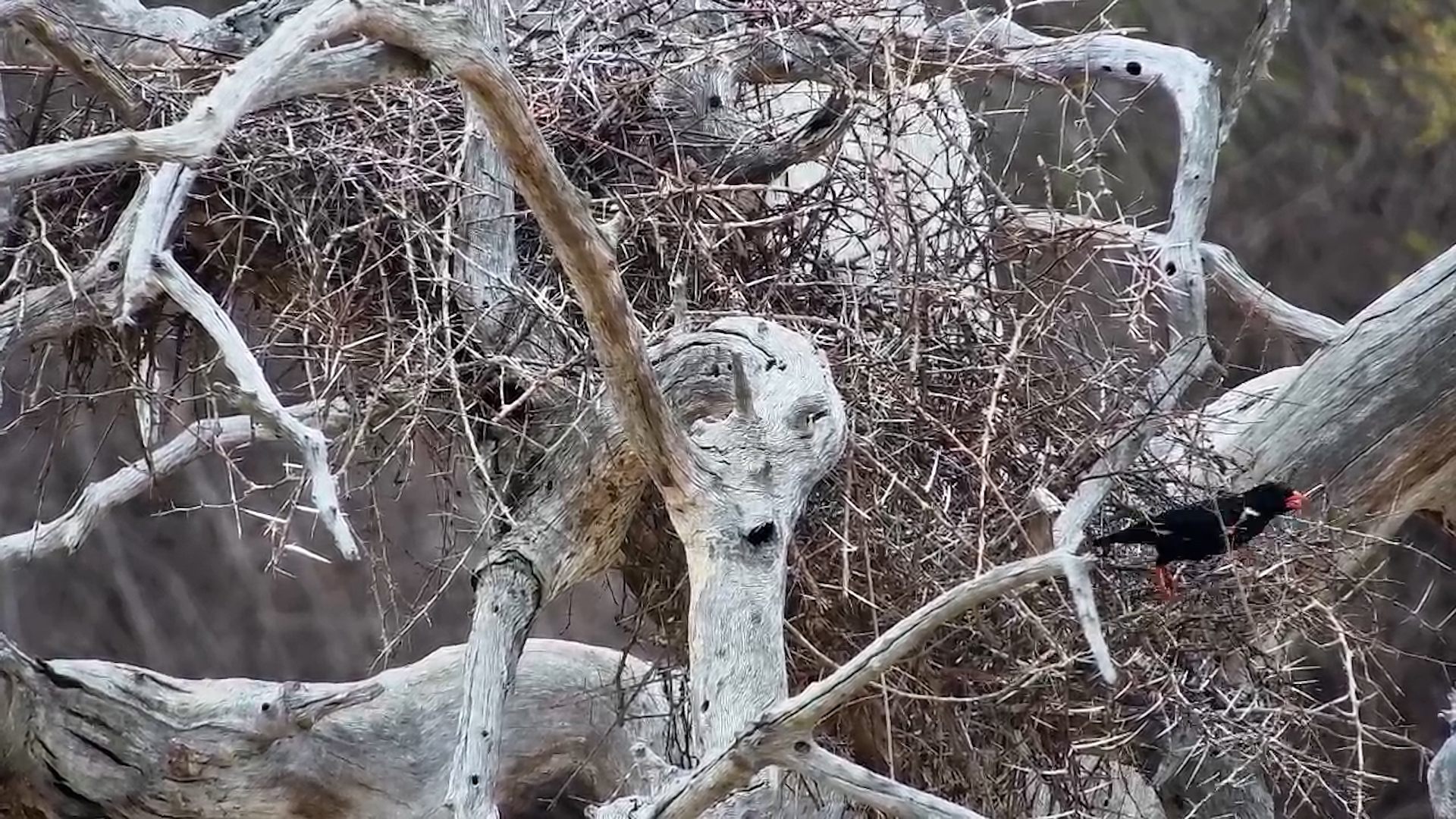 Buffalo Weaver with Thorny Twigs