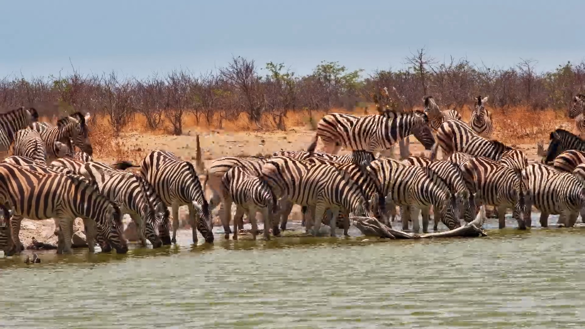 Dust and Stripes | Zebras Arrive at Safarihoek