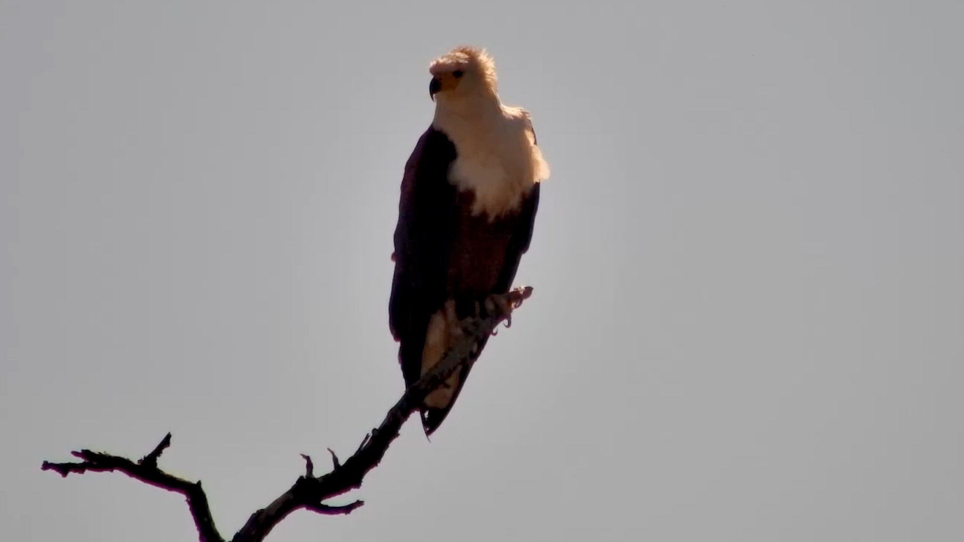 Africa's Most Iconic Eagle