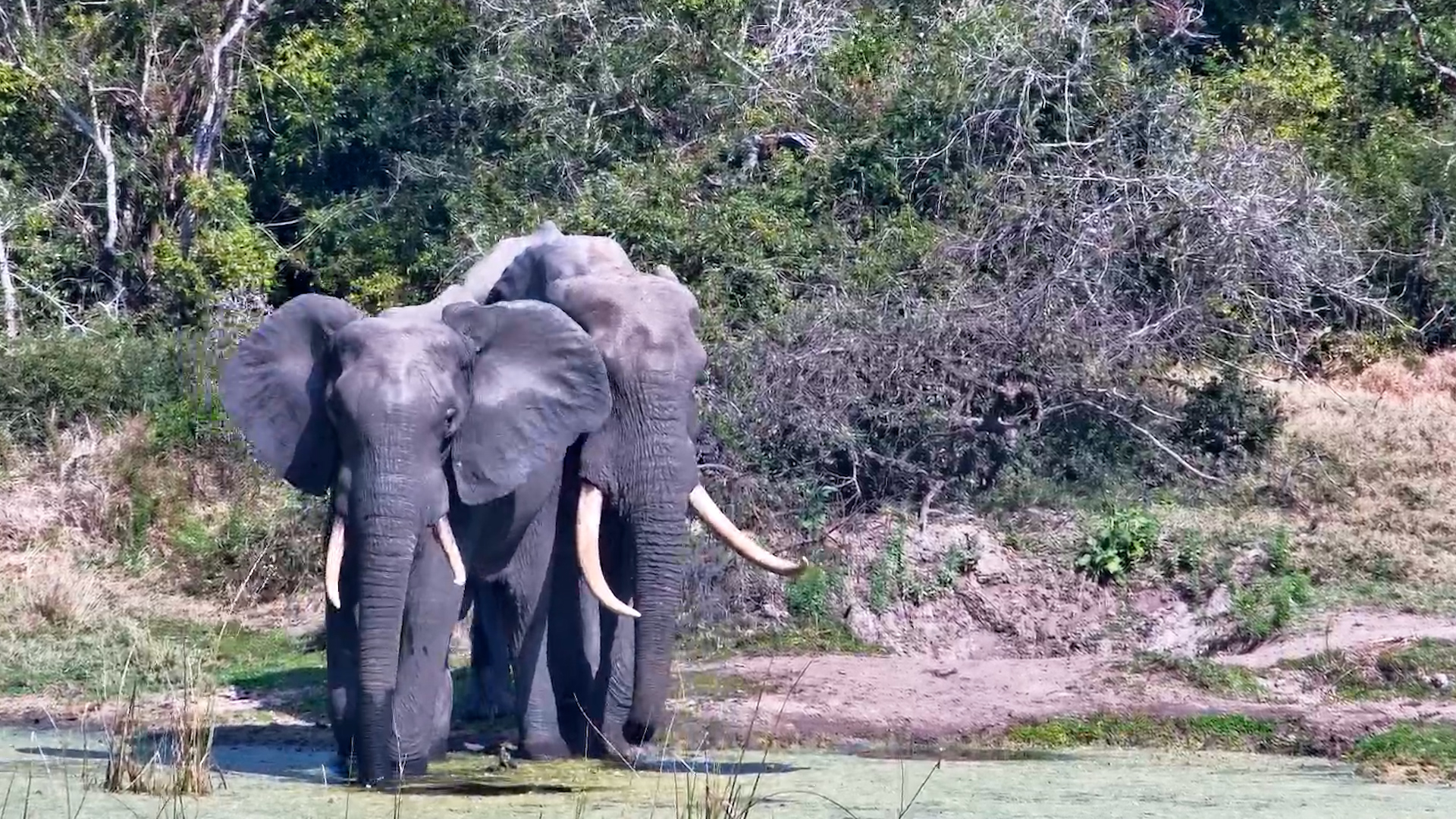 A Gentle Giant and His Drinking Buddy