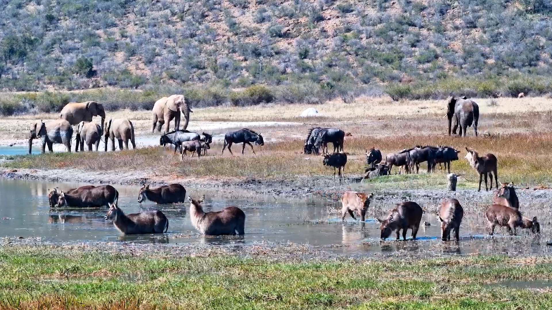 Rush Hour at the Waterhole!