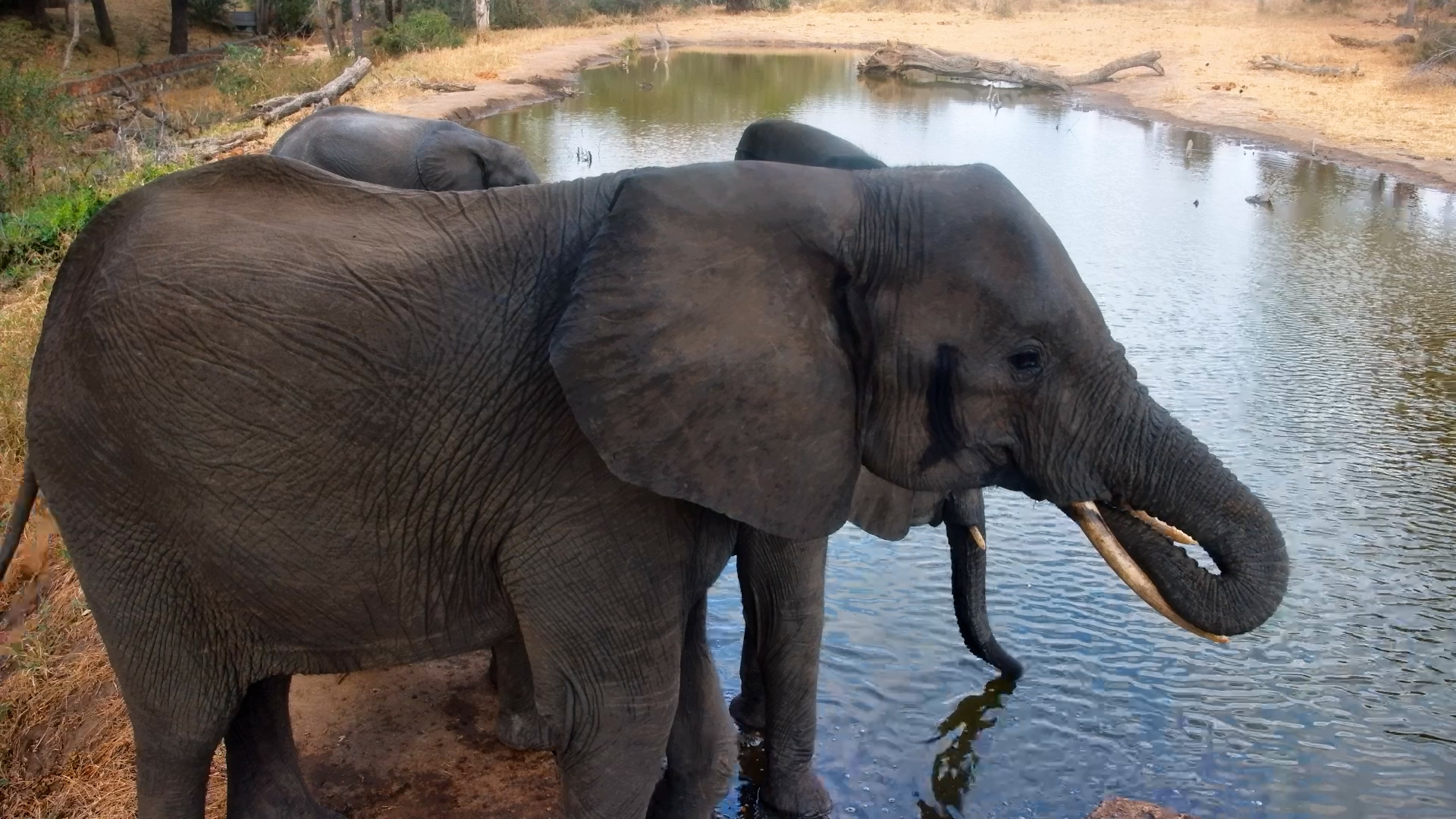 An Elephant Catch-Up at the Waterhole