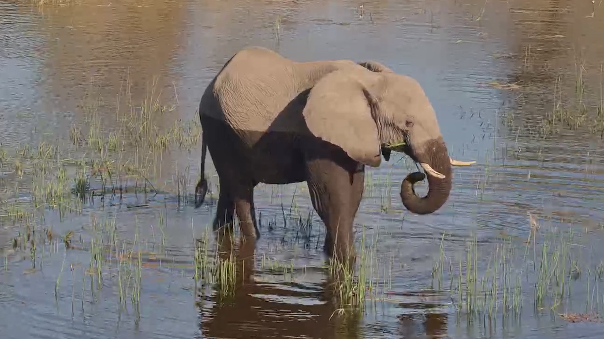 Elephant Found the Perfect Chill Spot