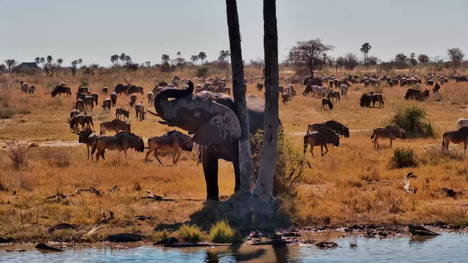 The Waterhole Was Packed... He Didn't Care