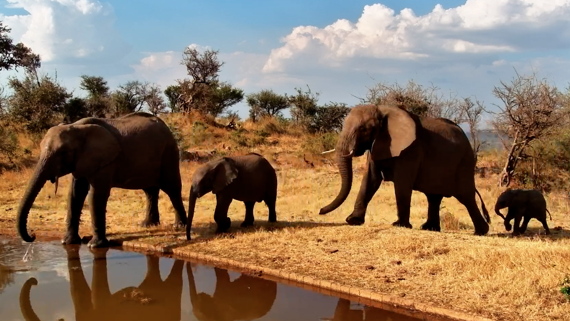 A Quick Pit Stop for Africa's Giants