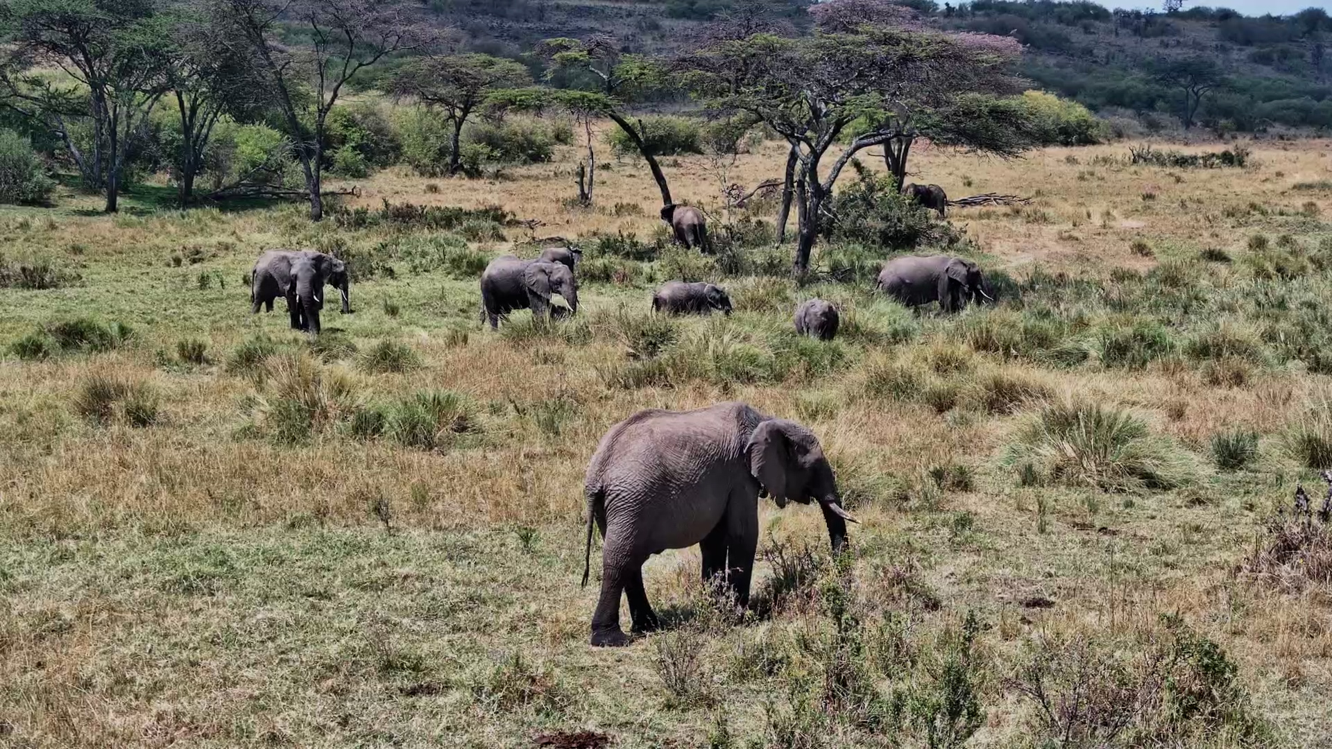 A Peaceful Day on the Mara Plains