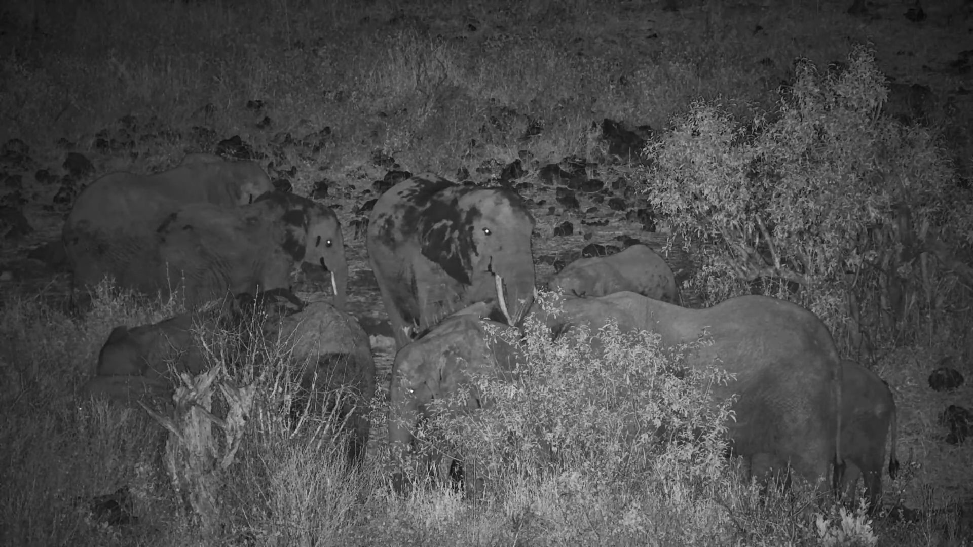 Elephants Own the Night