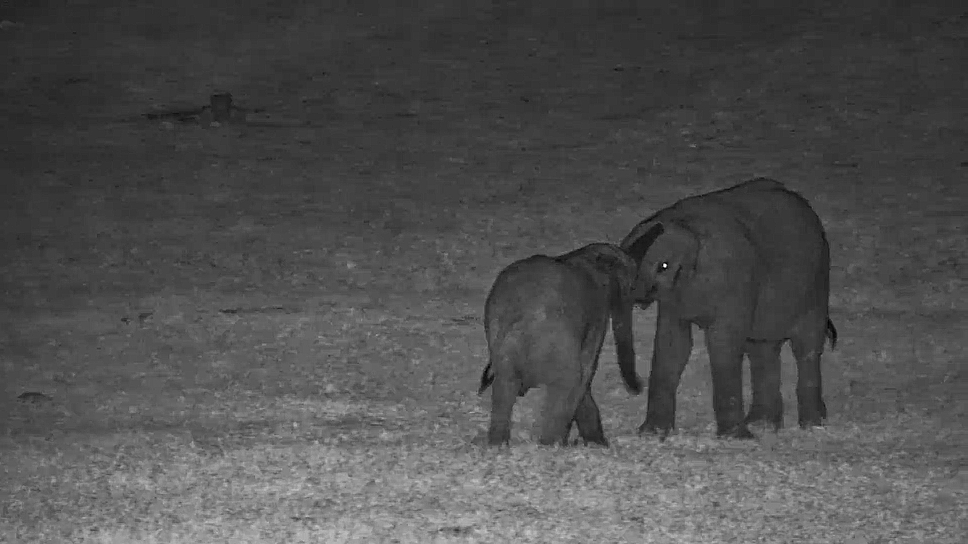 Elephant Calves After Dark