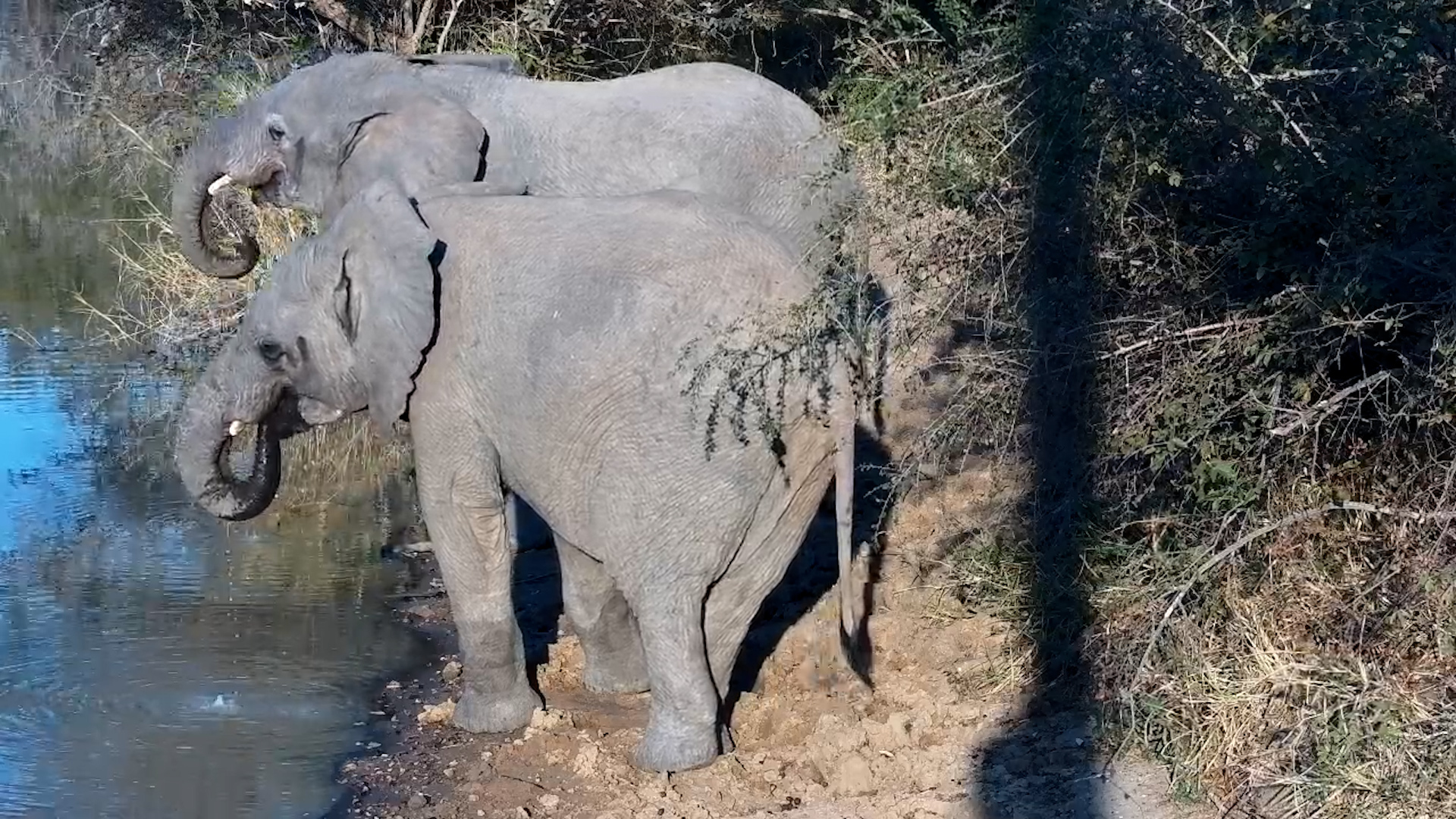 An Elephant's Favourite Stop