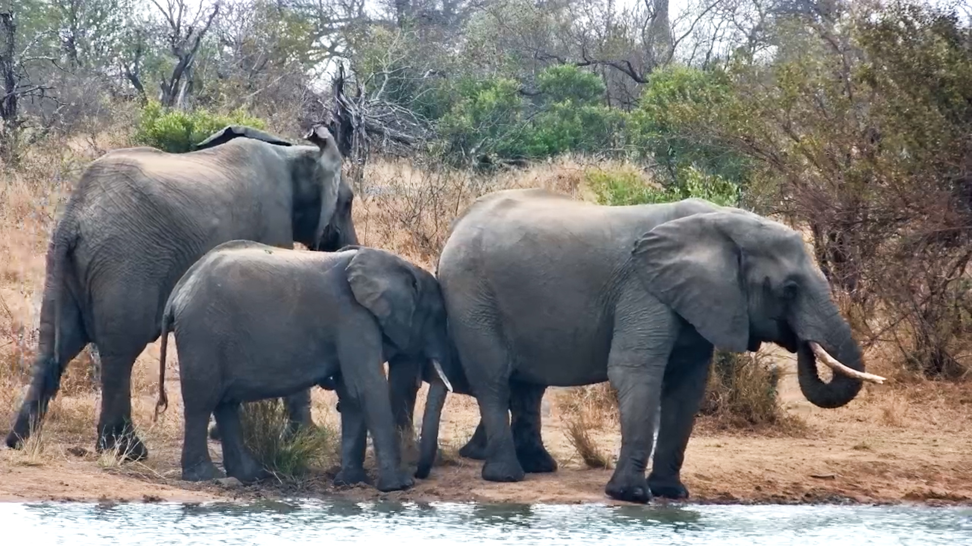 Where Elephants Come to Unwind