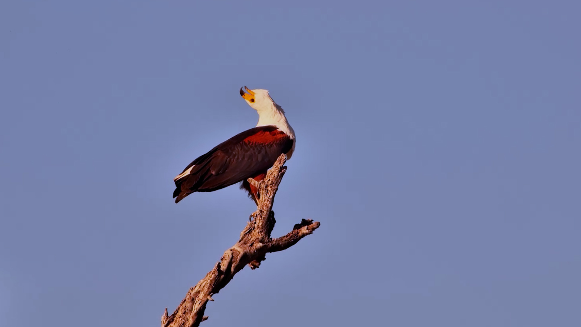 The Voice of the African Wilderness