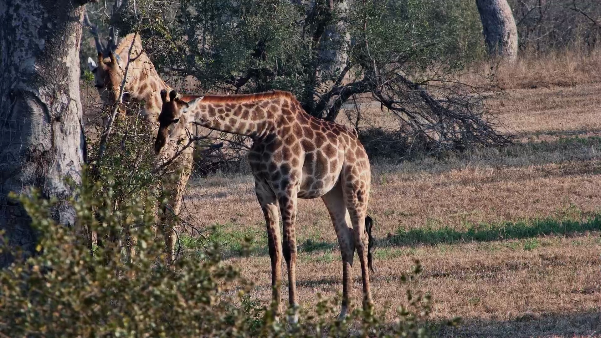 Only Giraffes Can Reach This Buffet