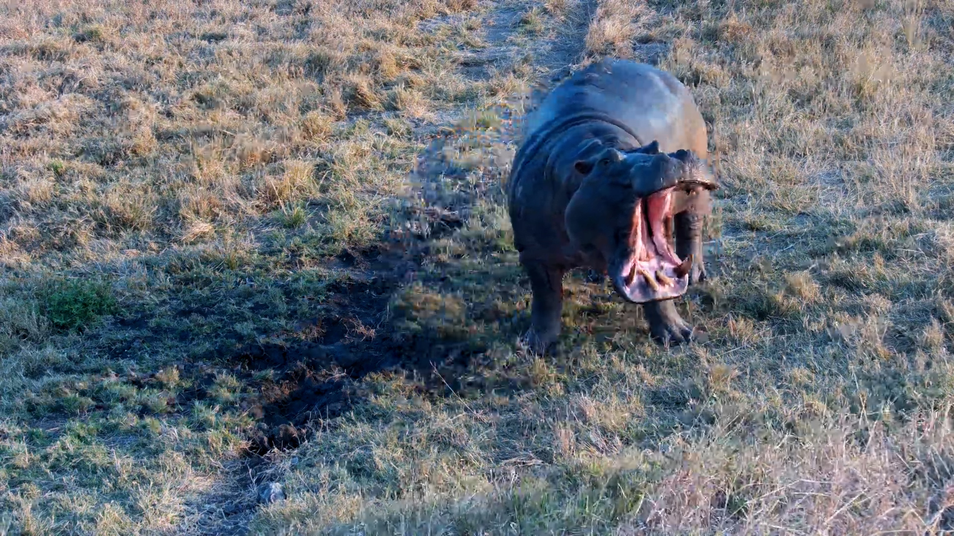 Hippo: 