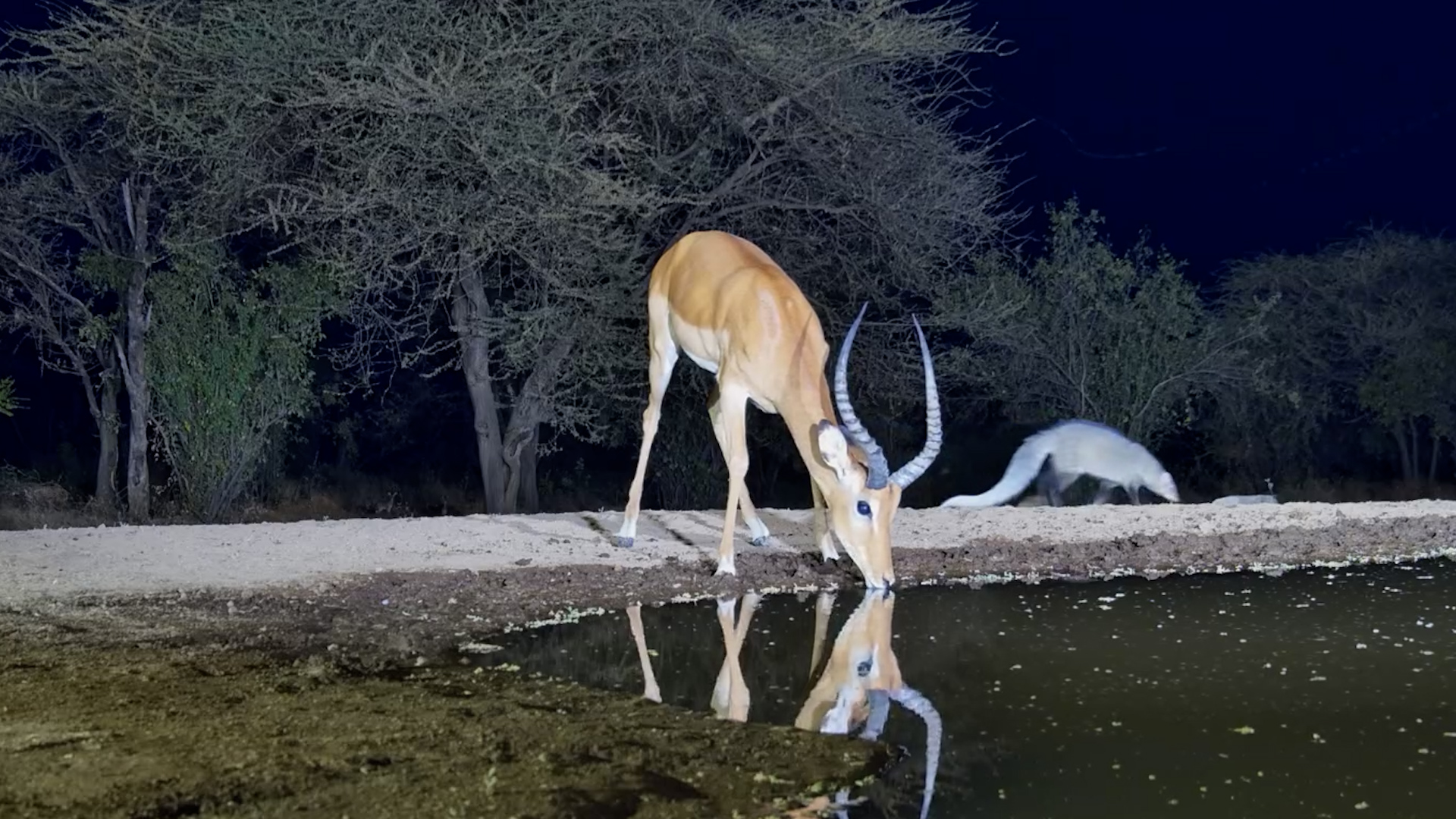 The World's Most Nervous Impala
