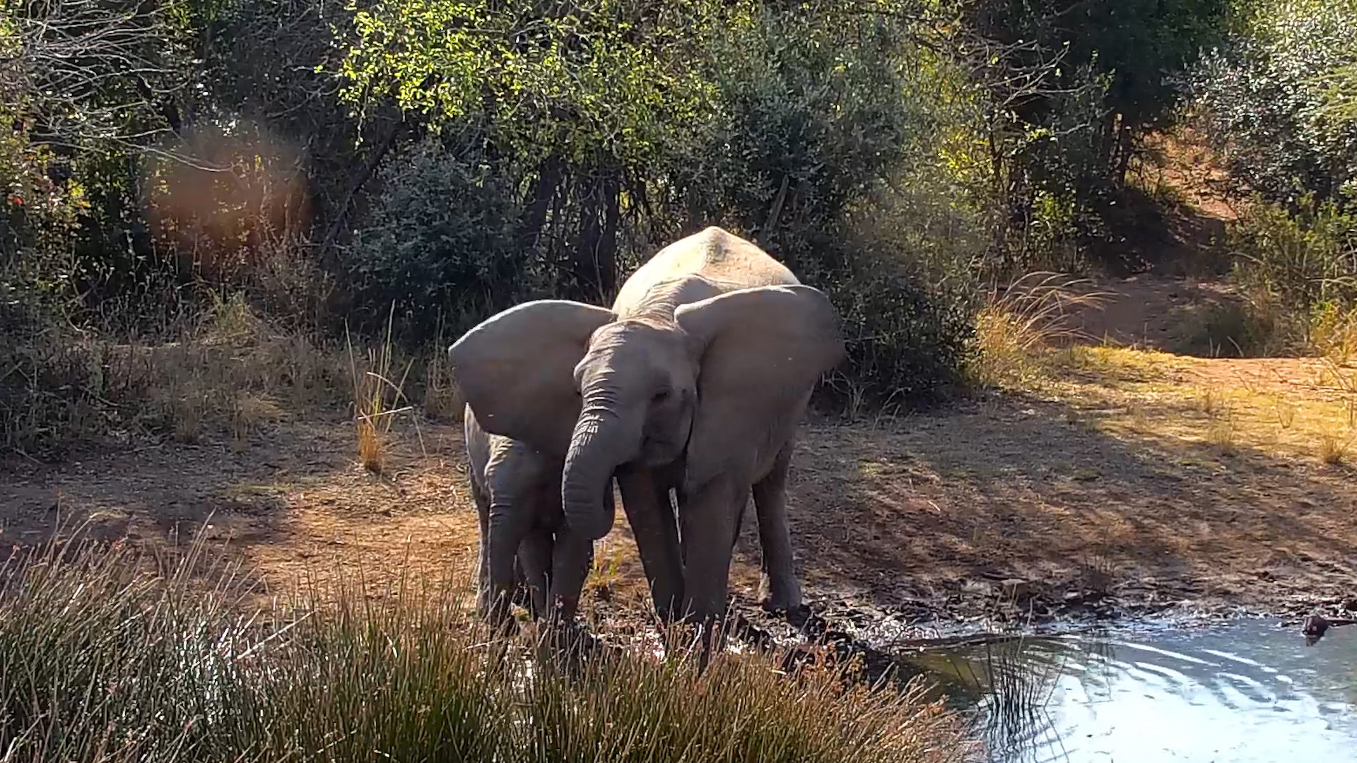 A Quiet Moment Between Mum and Calf